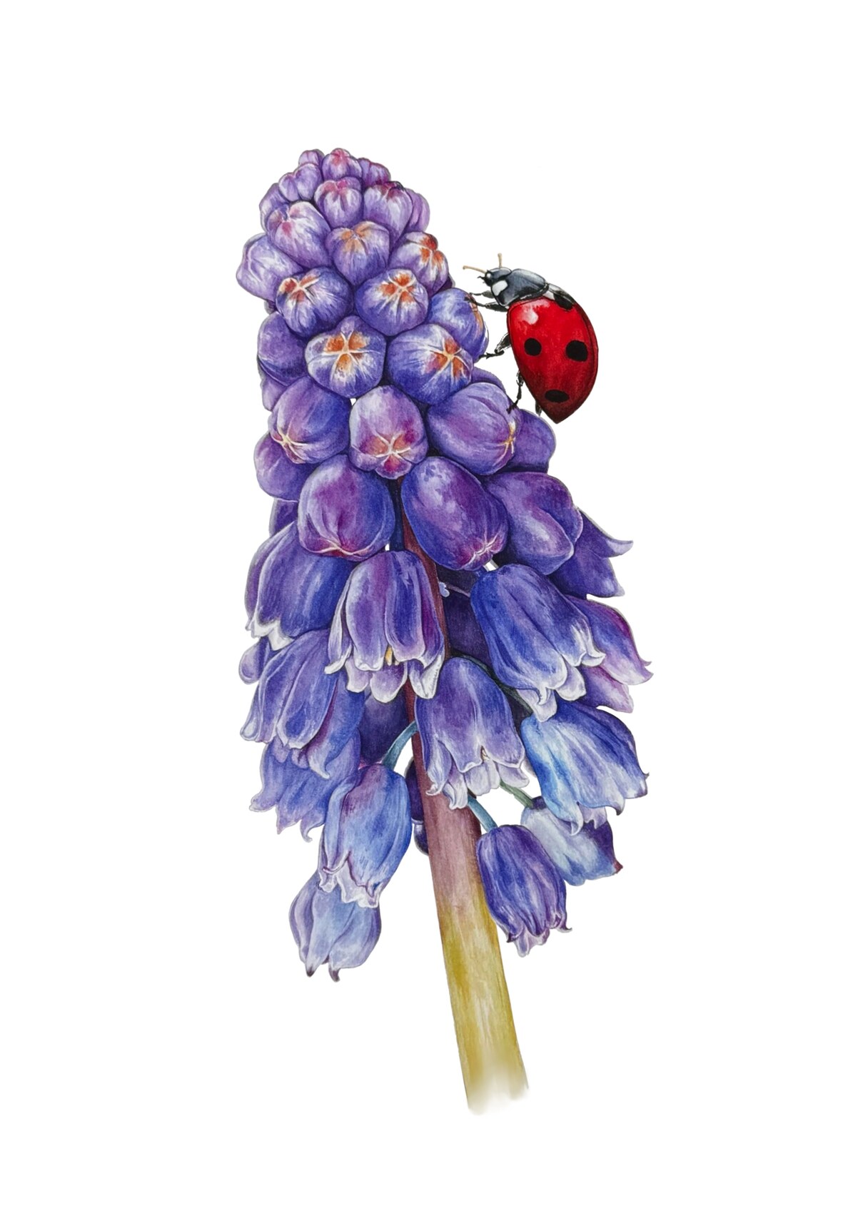 Botanical illustration by Viktoria Grokholska